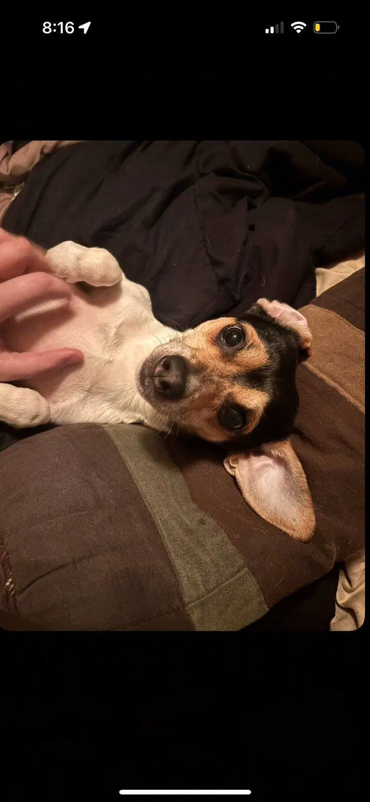Bandit image 2