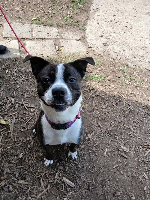 picture of the dog needing adoption