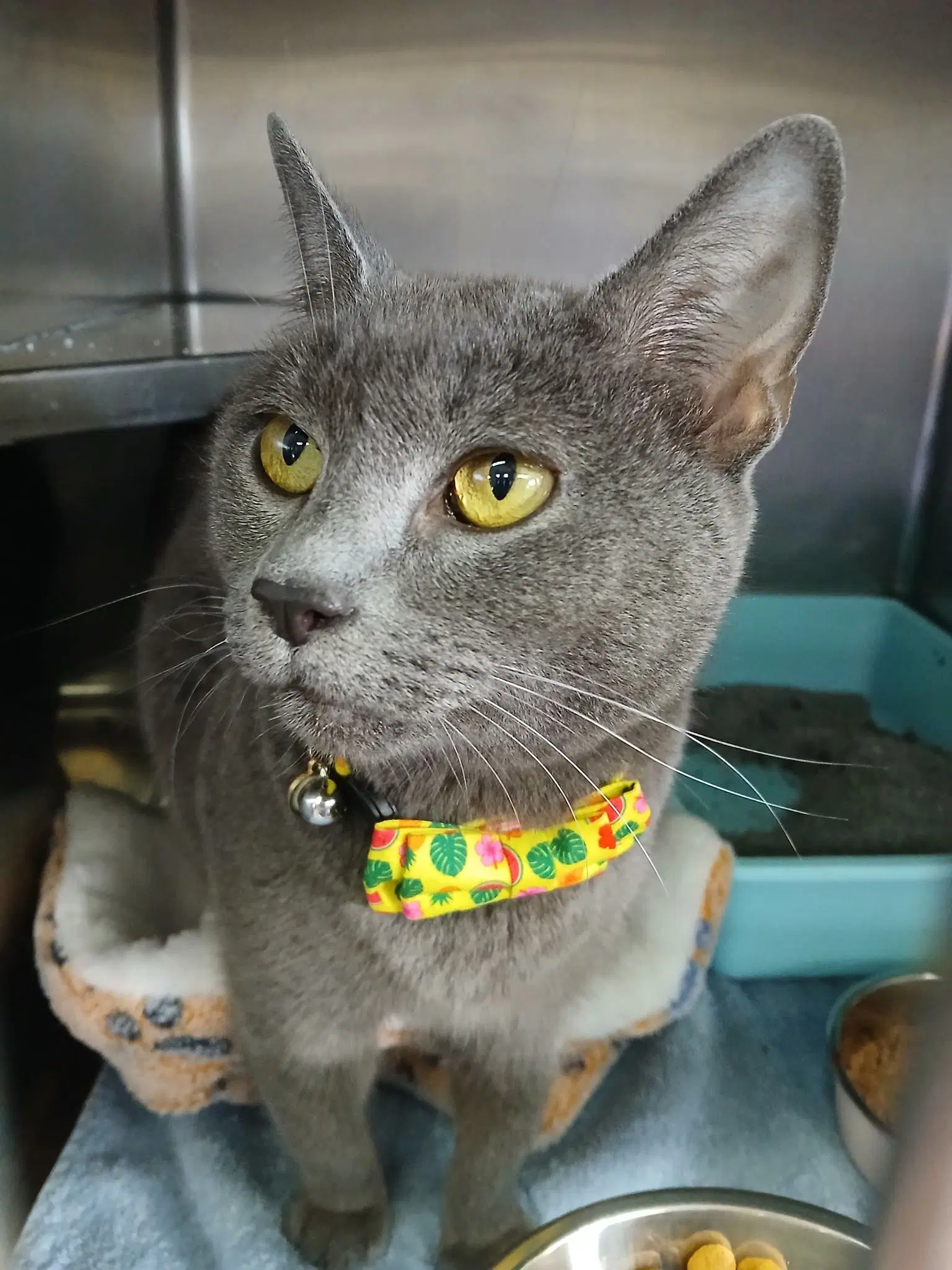 Ashley - Russian Blue