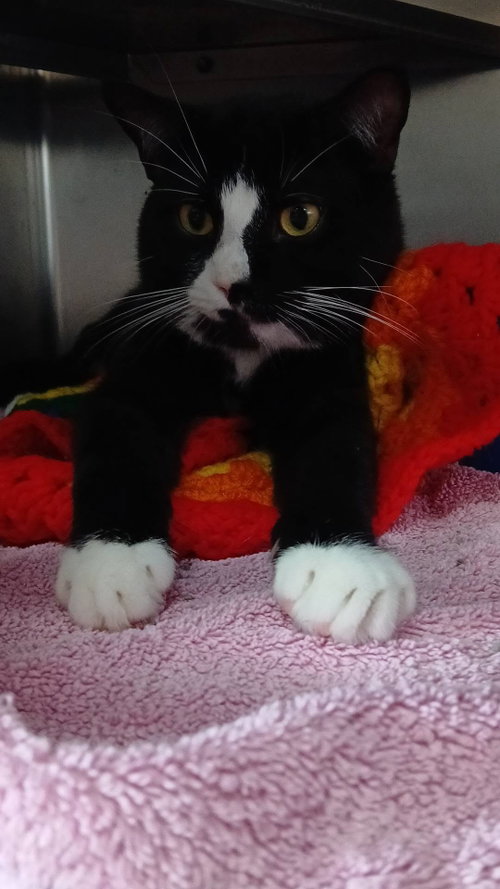 Dale, a cat for adoption from Berkeley County Humane Society