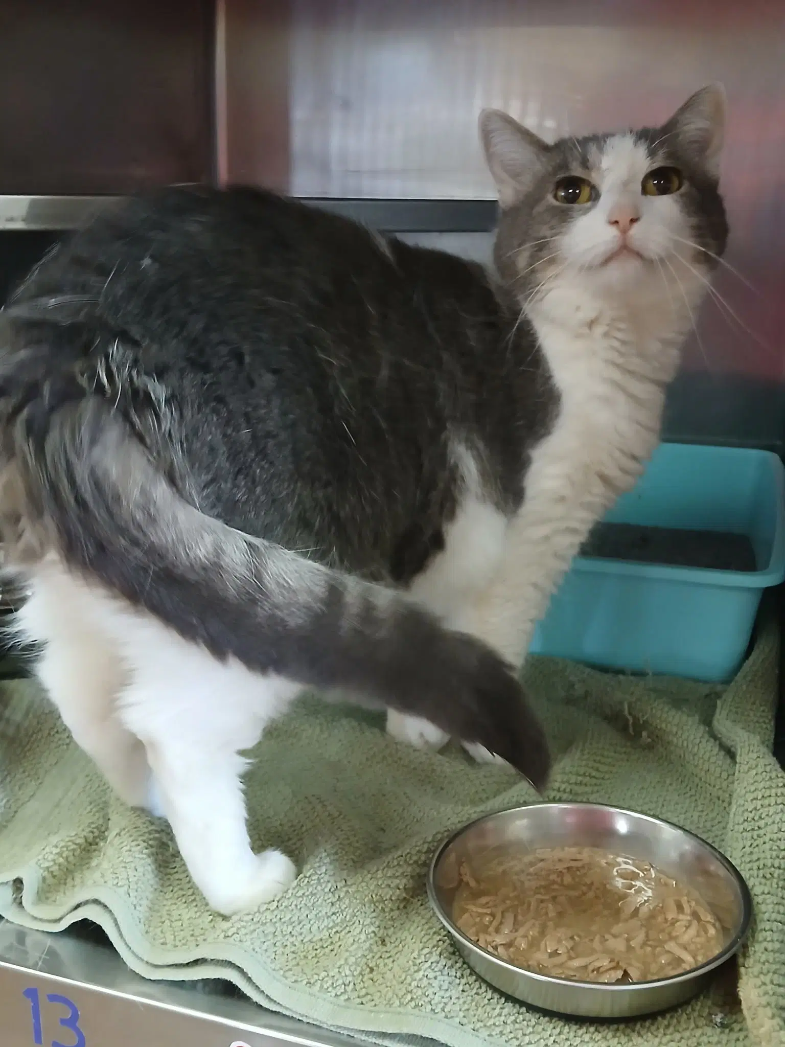 Lacey - Tabby