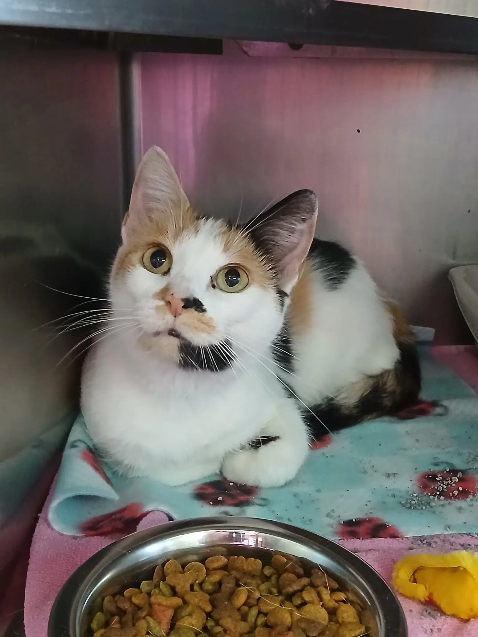 Trudy - Calico
