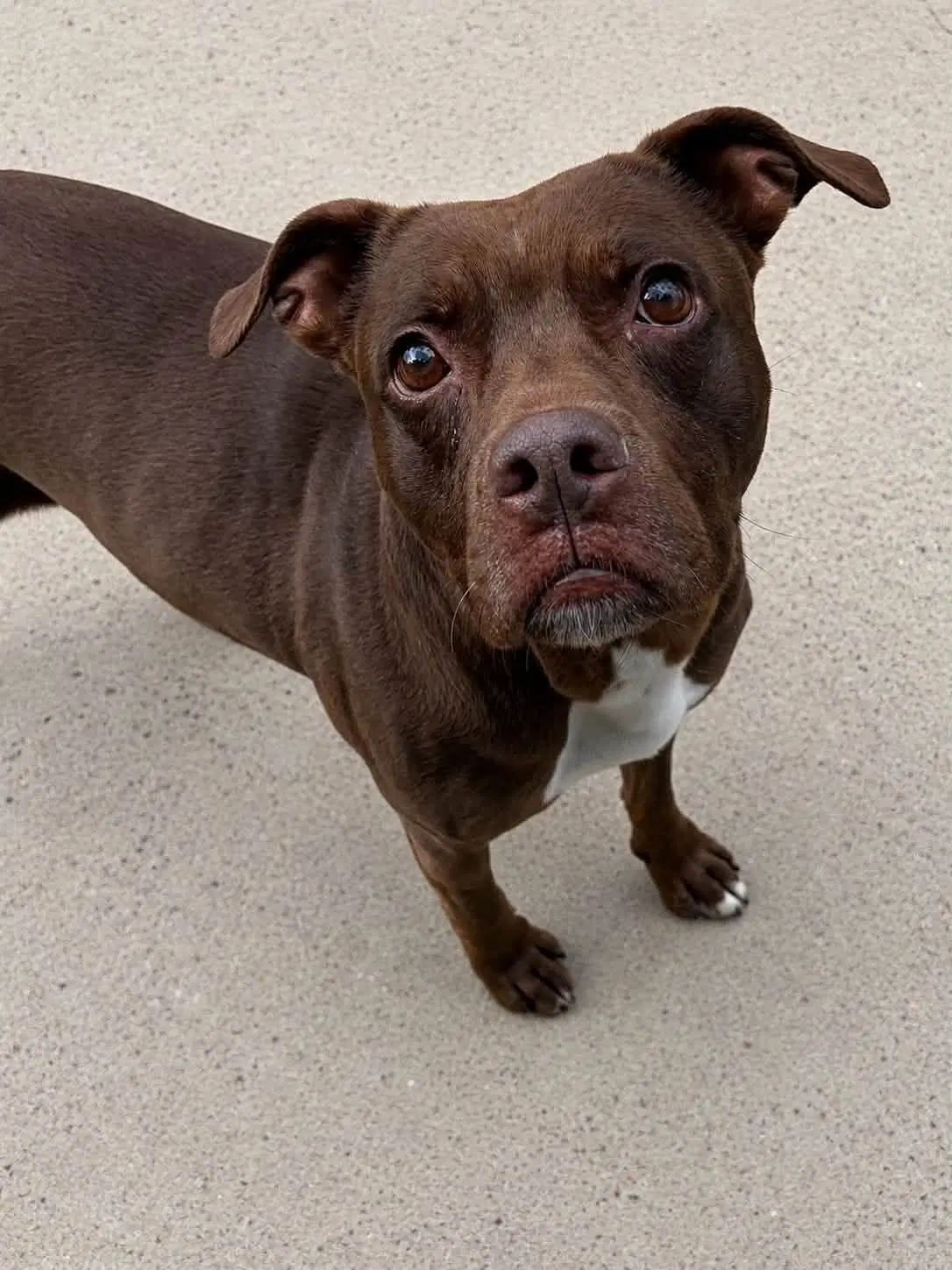 Daisy - Pit Bull Terrier