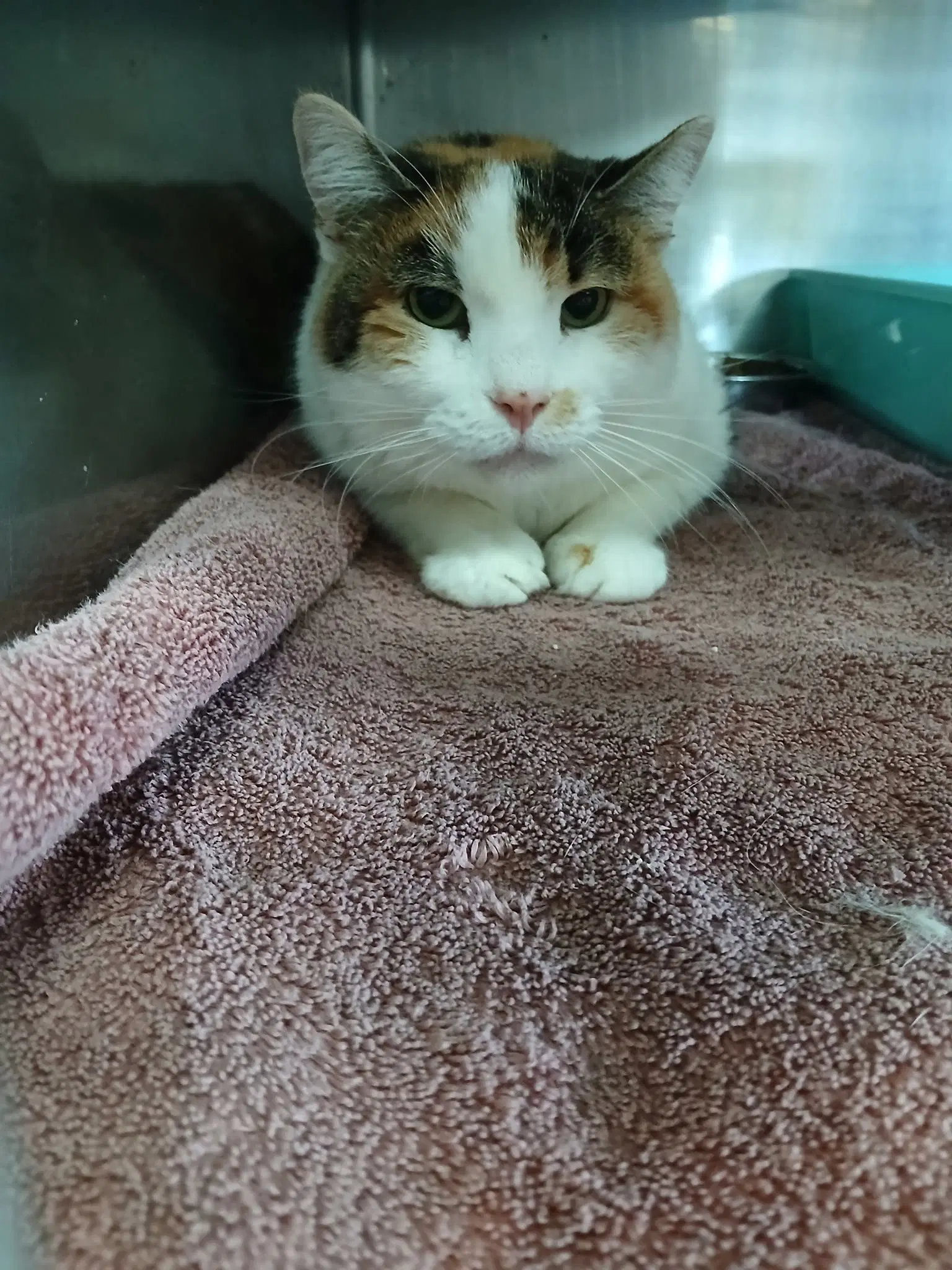 Calico - Calico