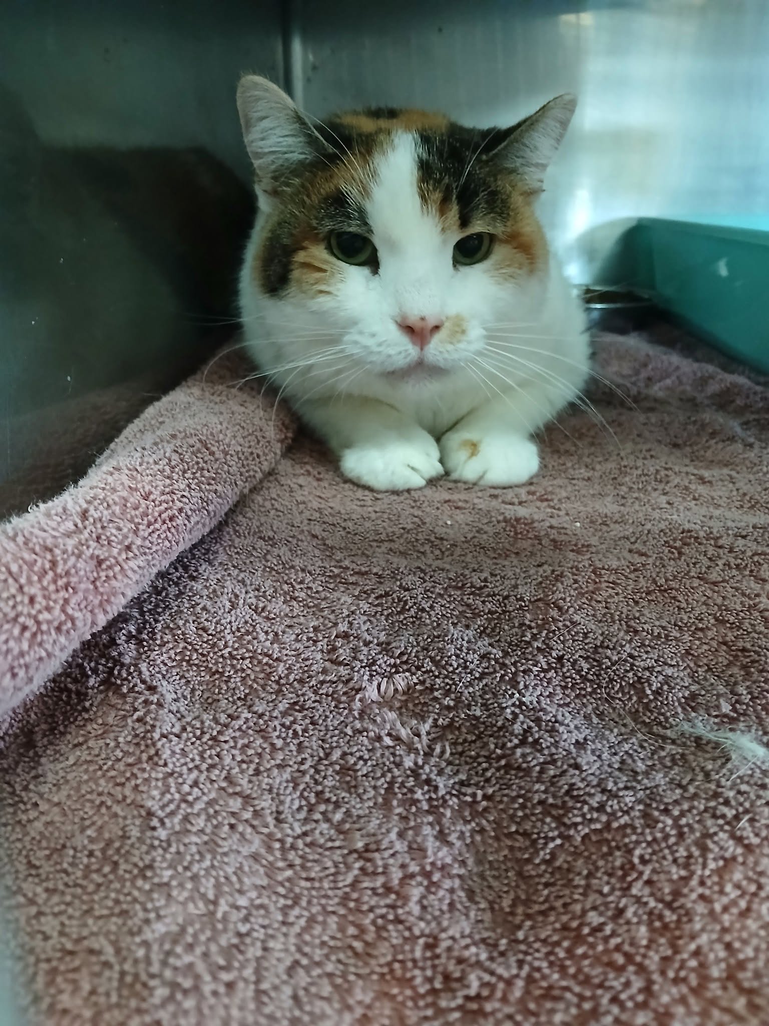 Calico