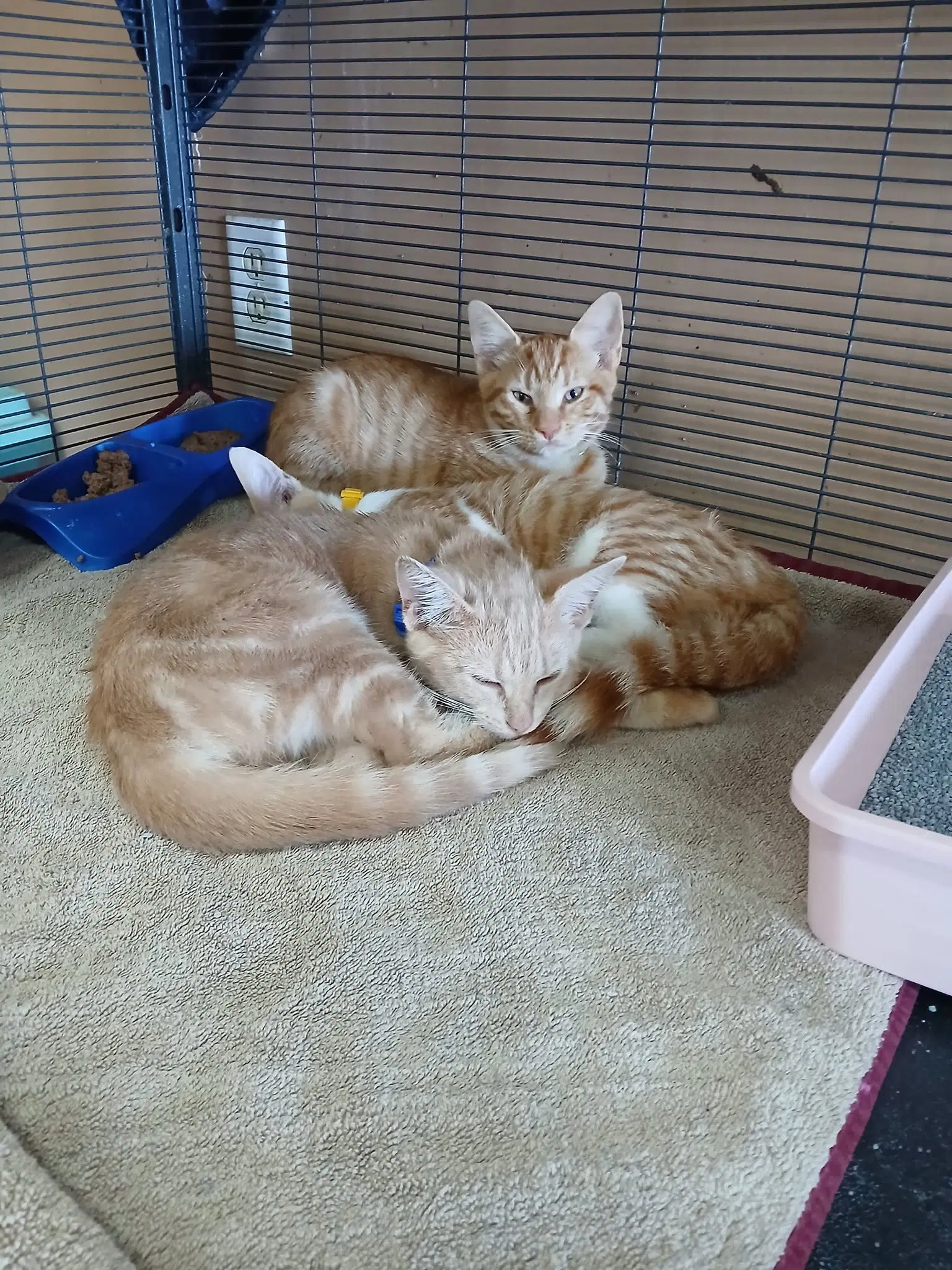 Handsome Boys - Tabby