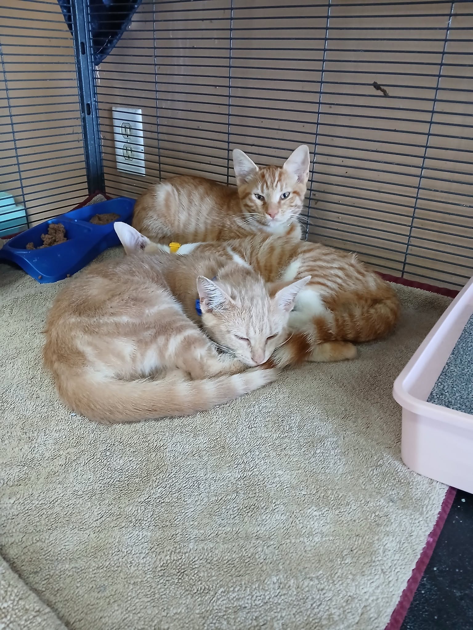 Handsome Boys