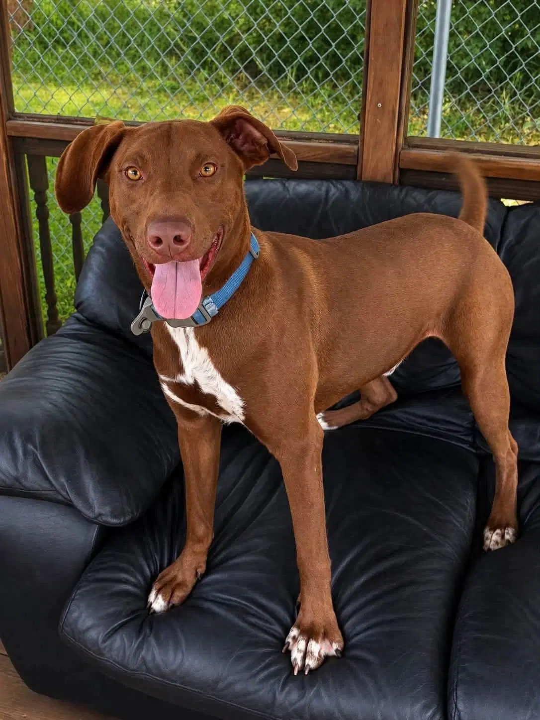 Wrangler - Vizsla