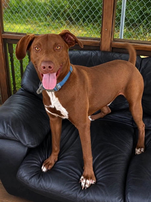 Wrangler, a dog for adoption from Berkeley County Humane Society