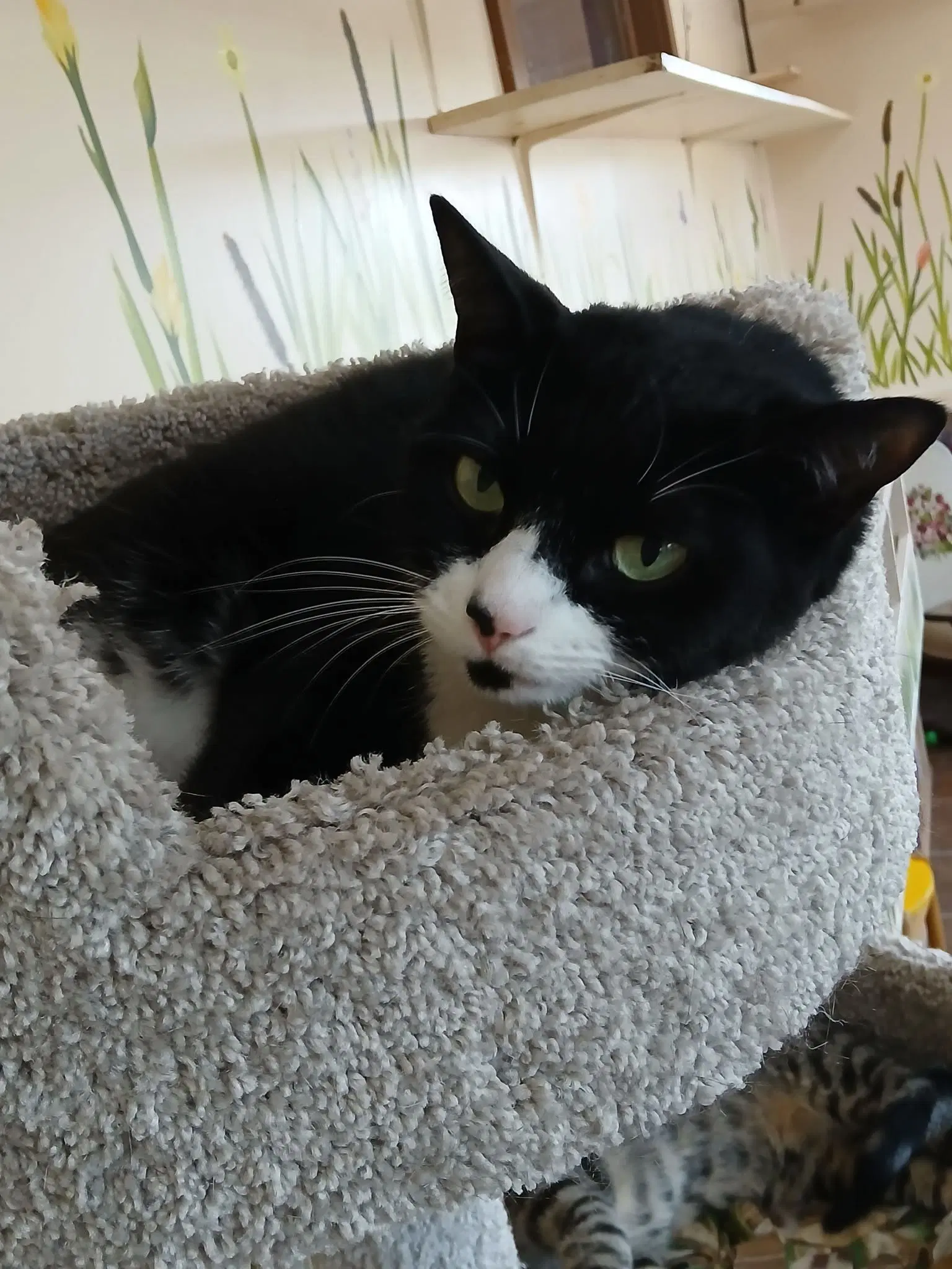 Smokey - Tuxedo