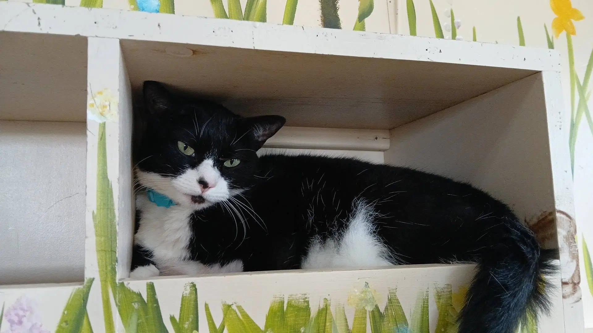 Smokey - Tuxedo
