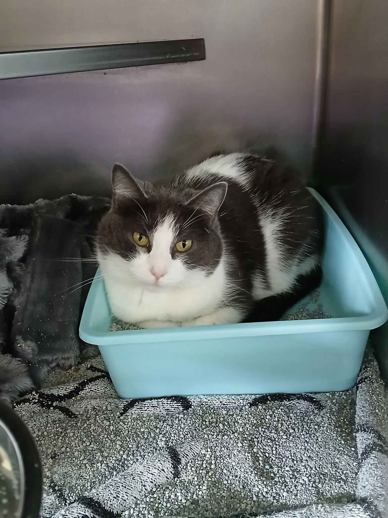 Annie - Domestic Short Hair