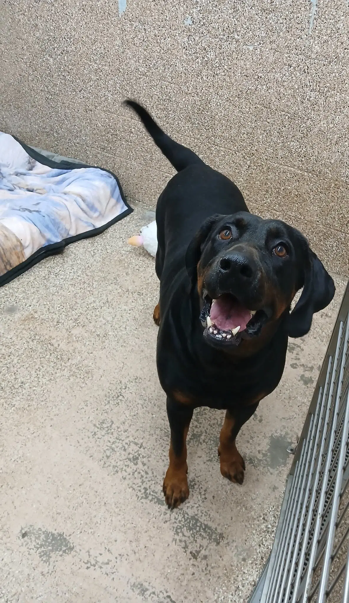 Dorito - Rottweiler