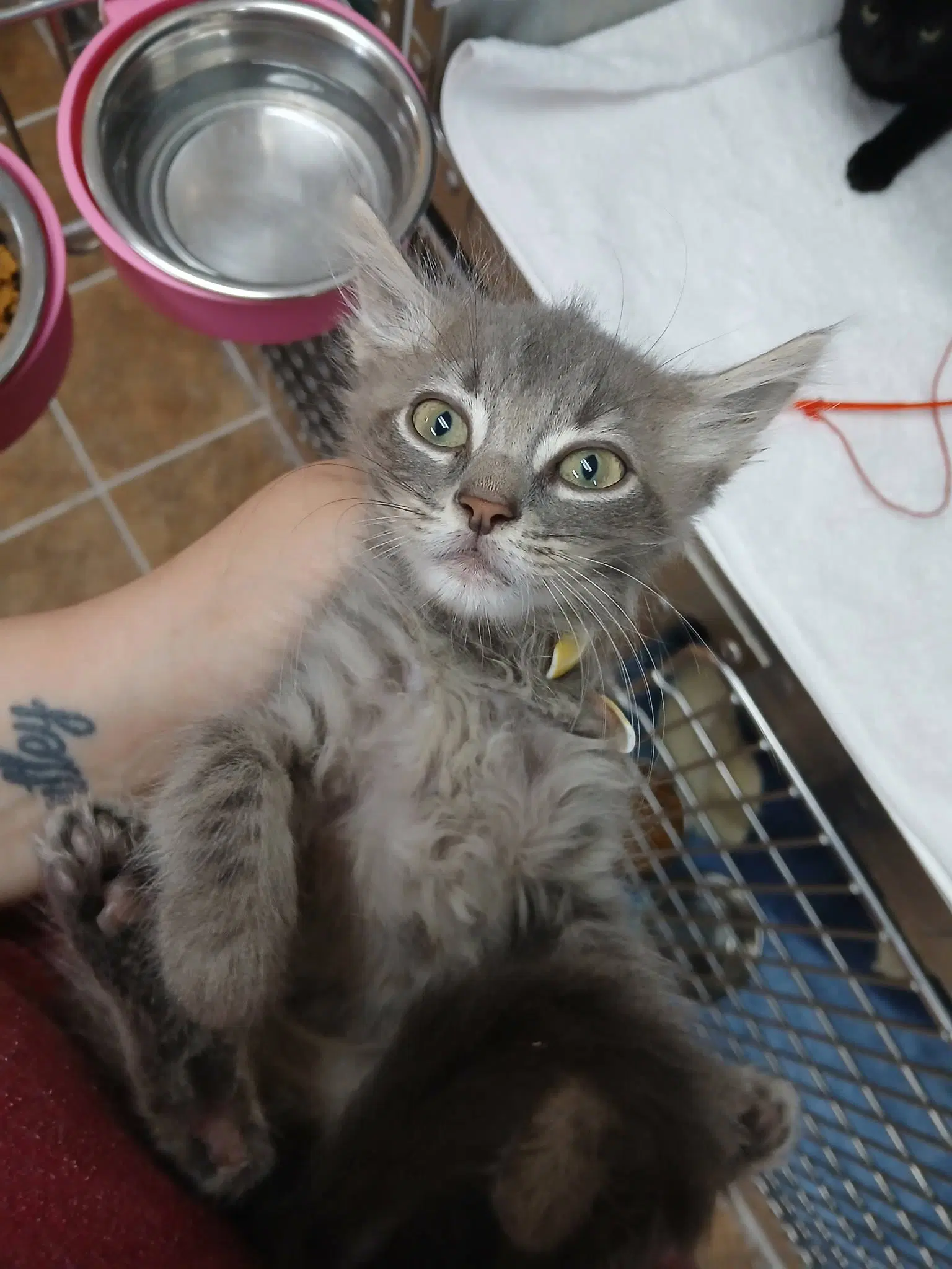 Male Kittens - Domestic Short Hair