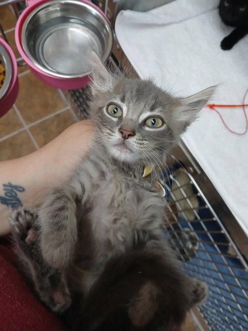 Male Kittens, a cat for adoption from Berkeley County Humane Society