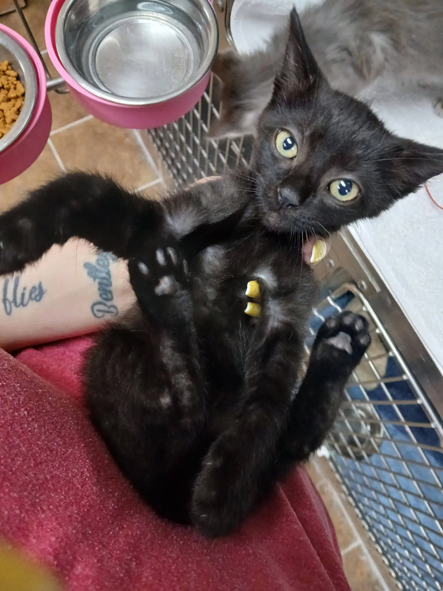 Male Kittens image 2
