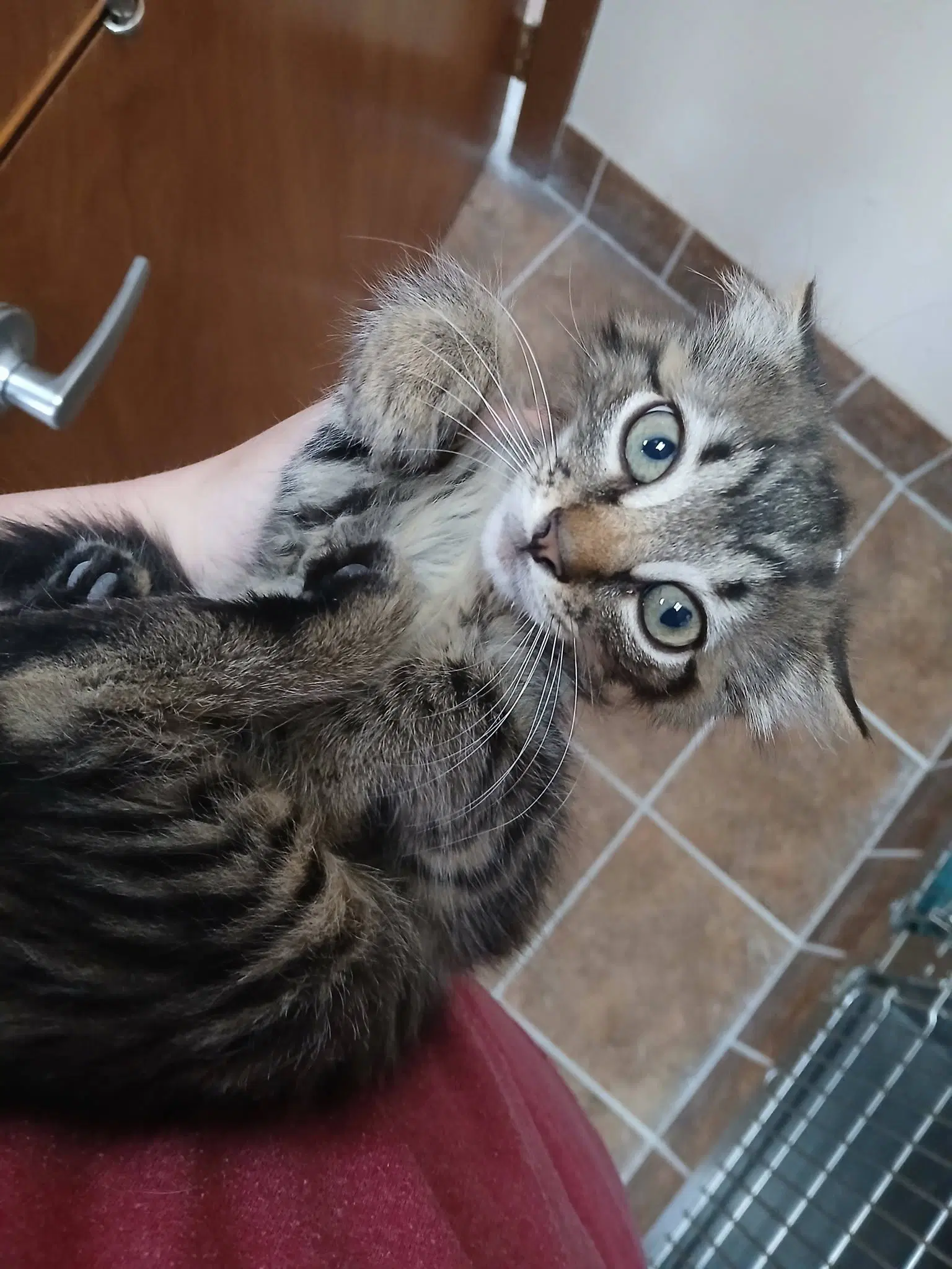 Female Kittens - Tabby