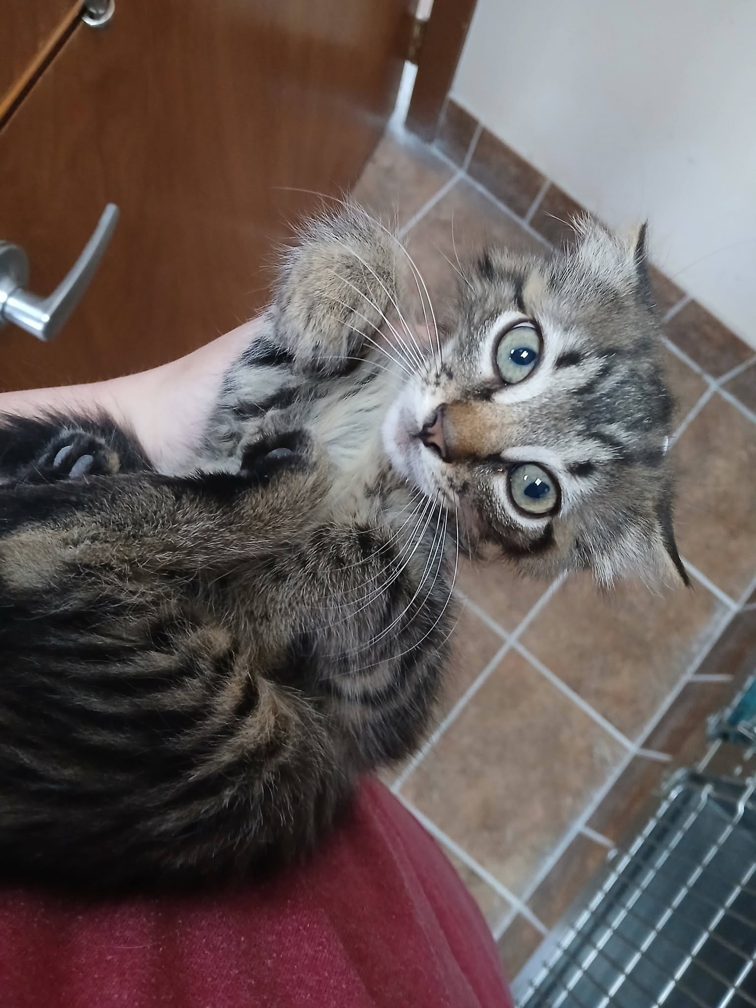 Female Kittens