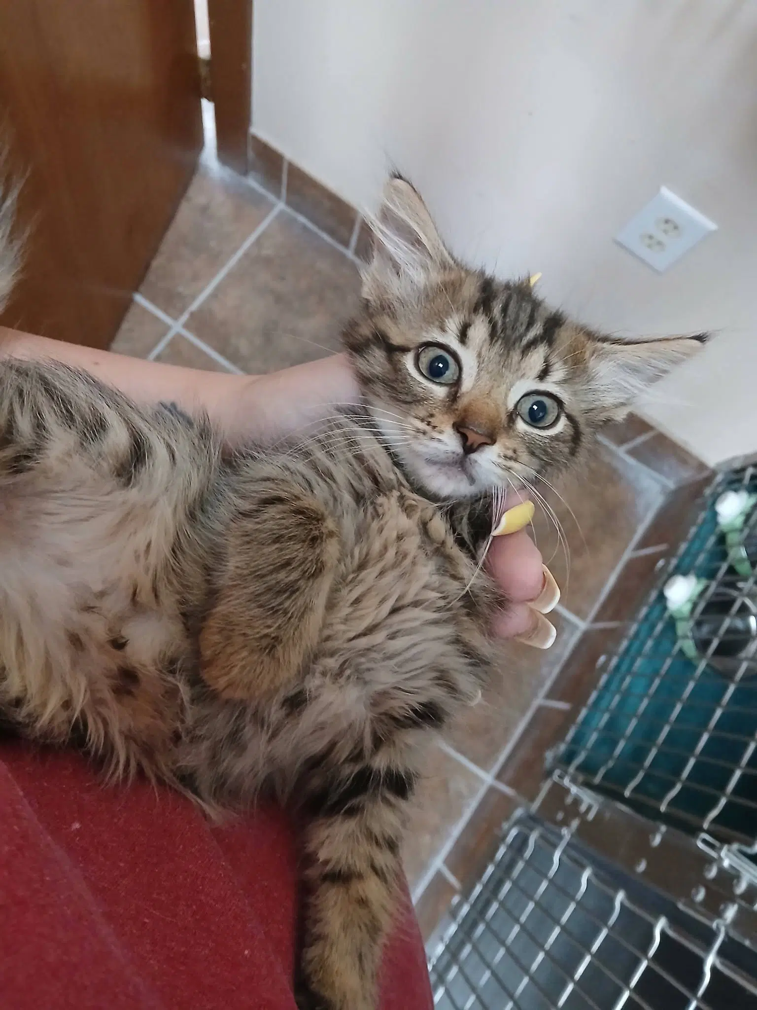 Female Kittens image 2