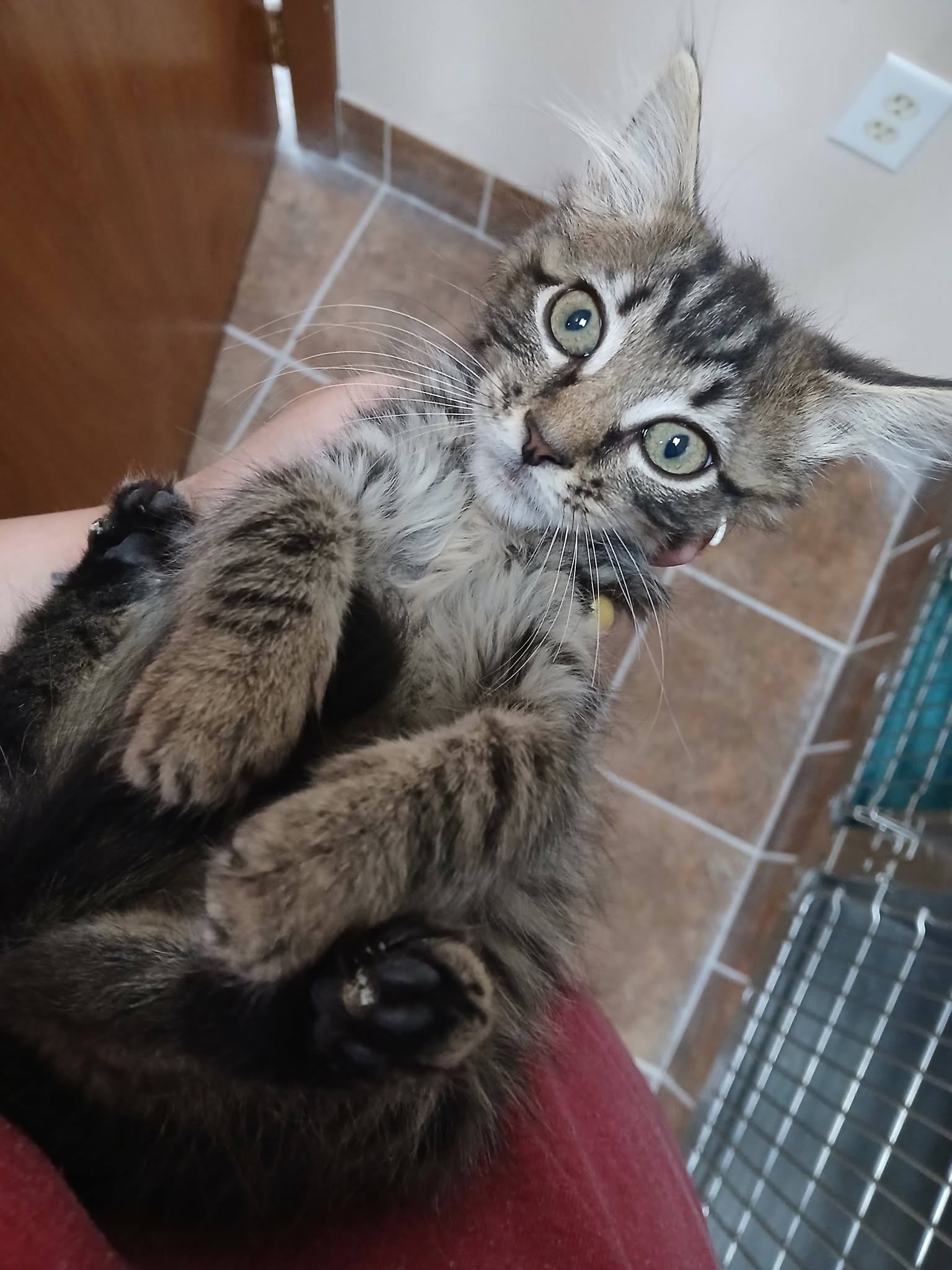 Female Kittens, photo 3