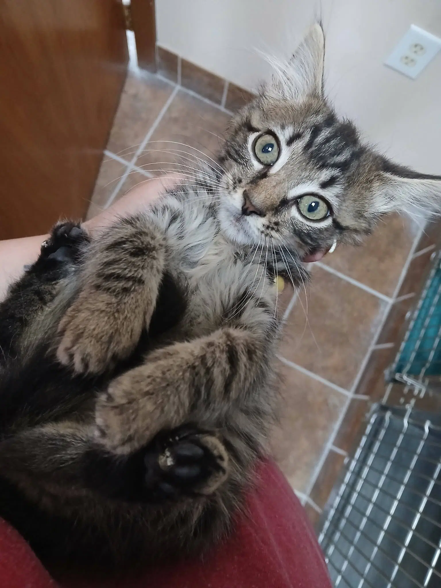 Female Kittens image 3