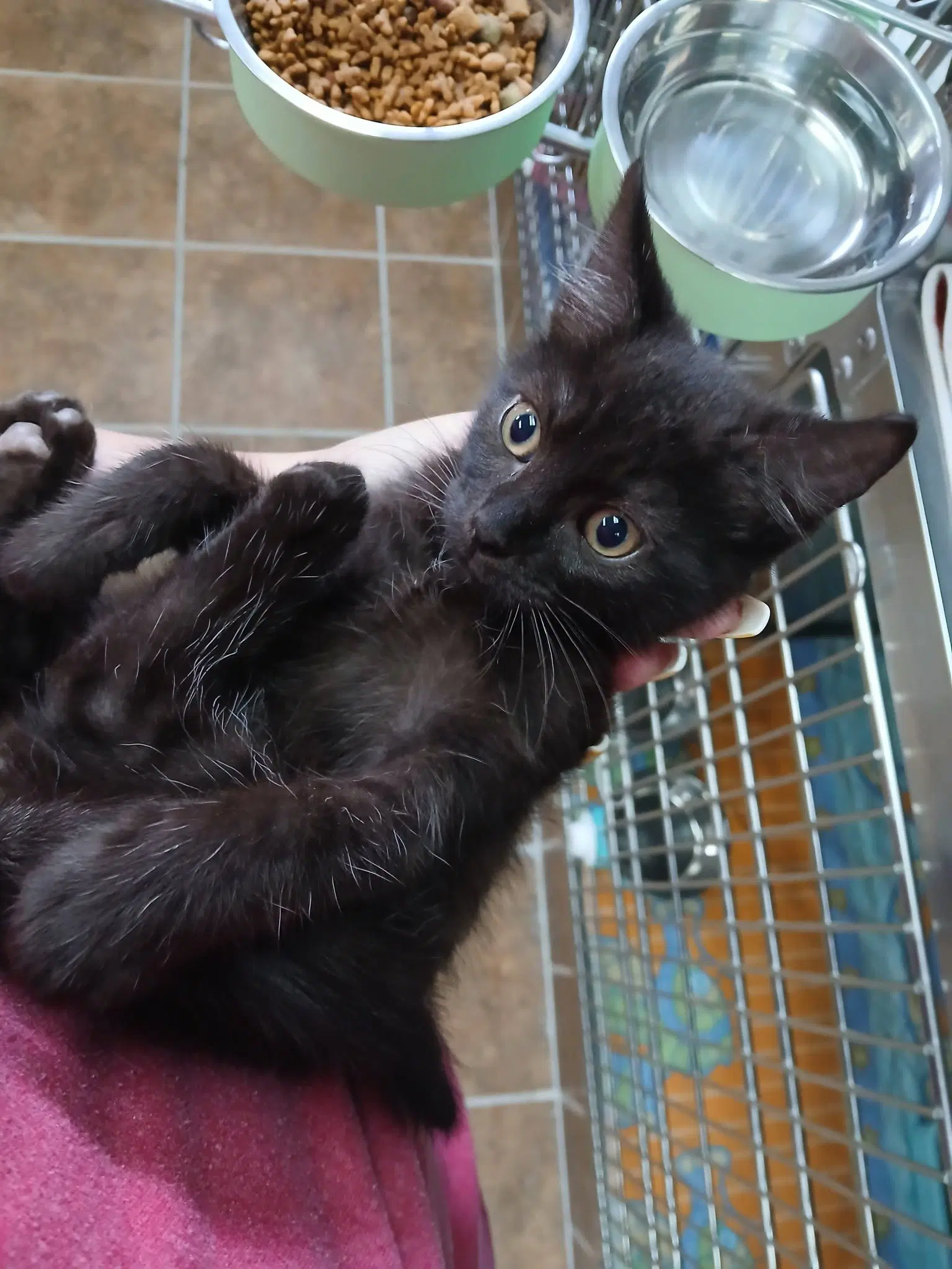 Black Male Kittens - Domestic Short Hair