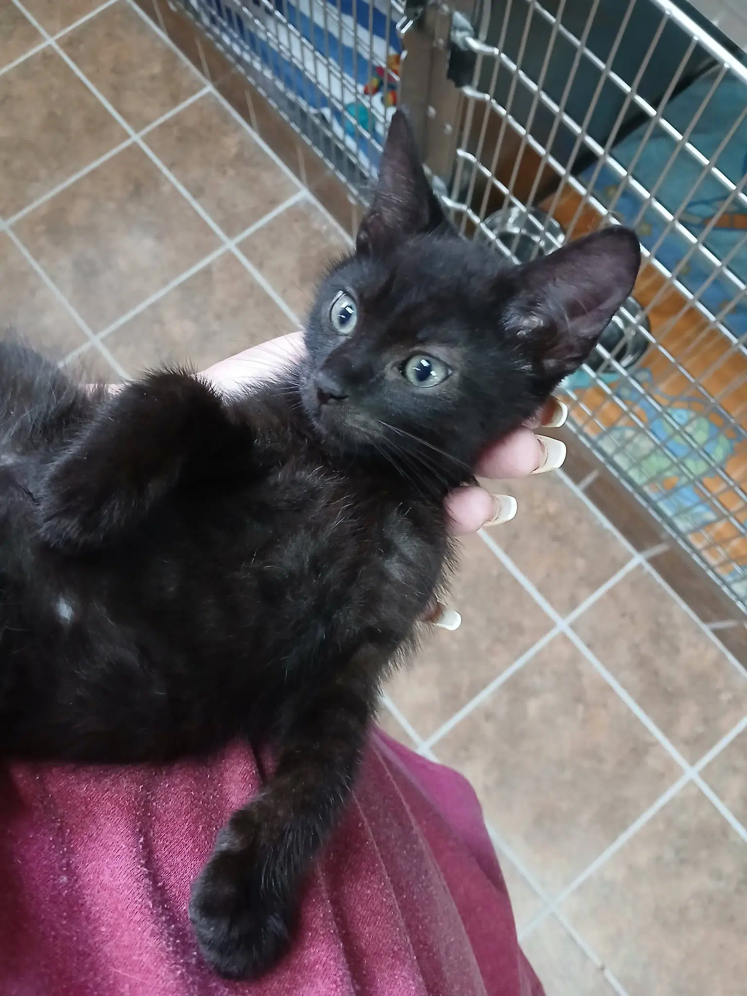 Black Male Kittens image 2