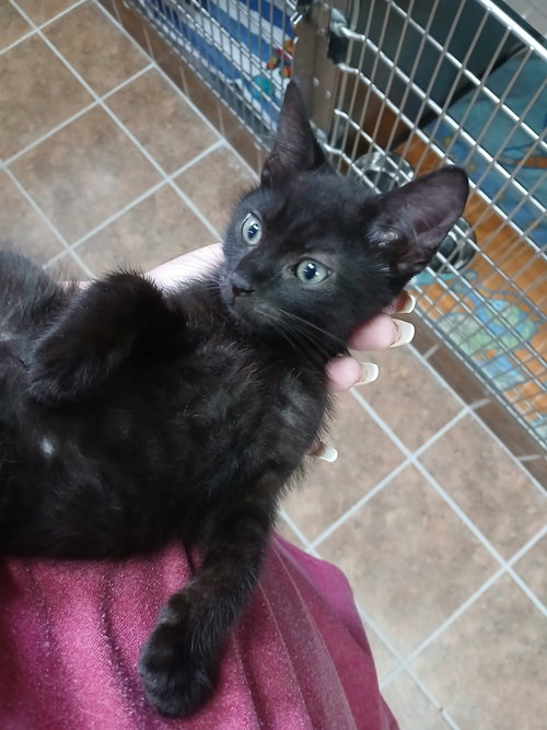 Photo 2 of Black Male Kittens