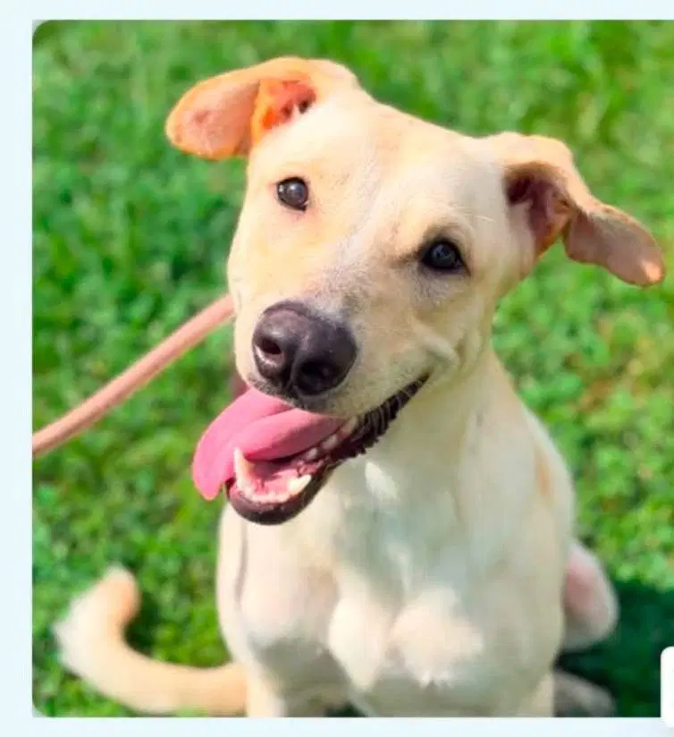 Tanner - Yellow Labrador Retriever