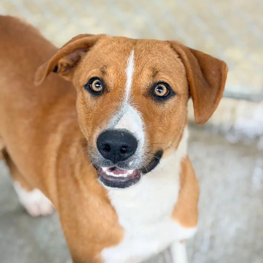 Spencer - Retriever