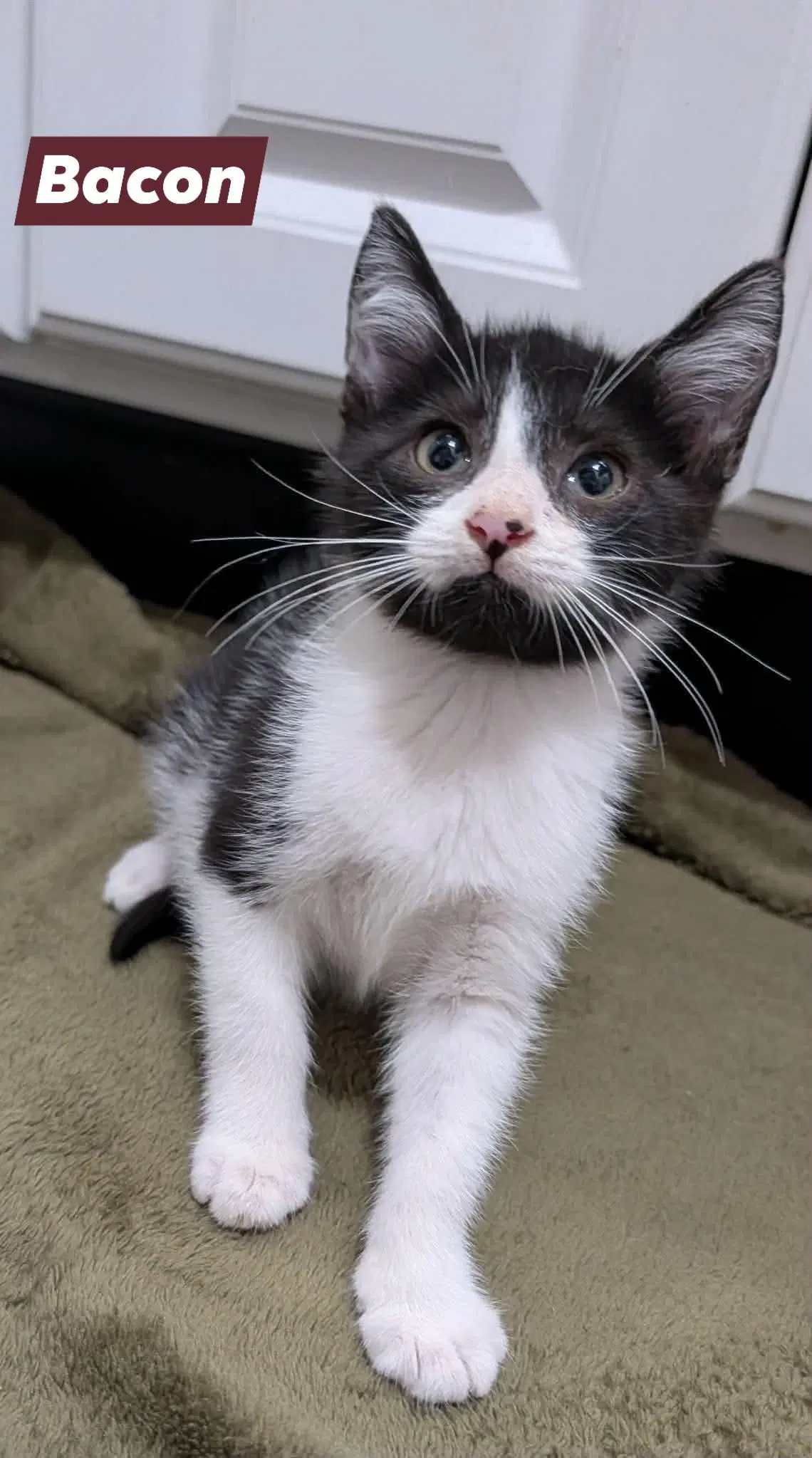 Bacon - Domestic Short Hair