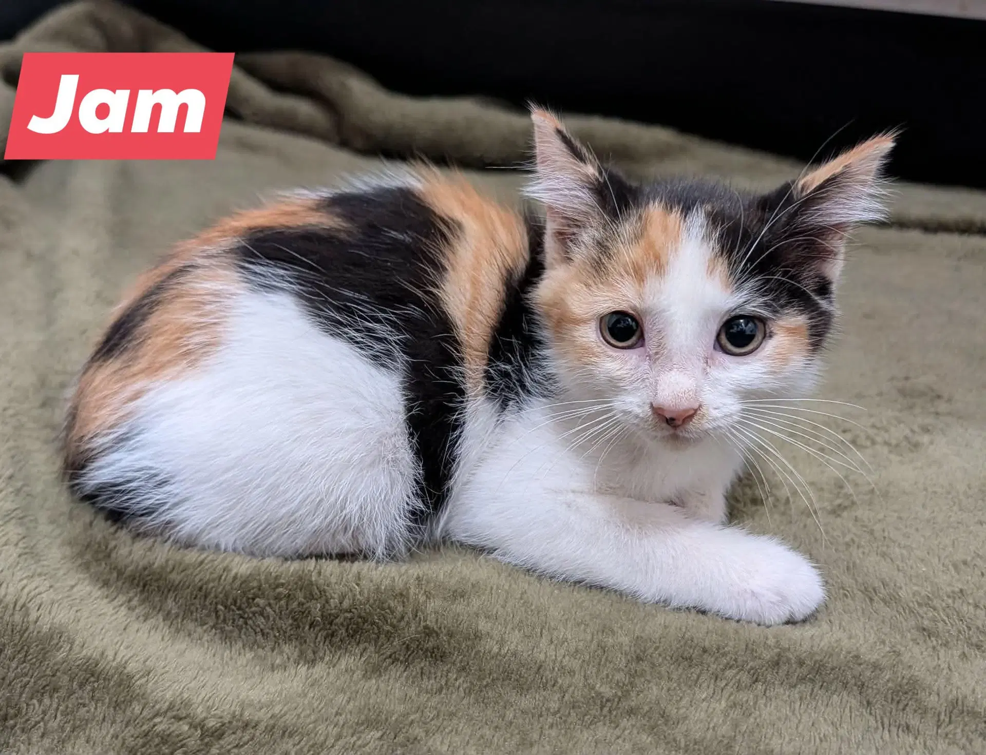 Jam - Calico