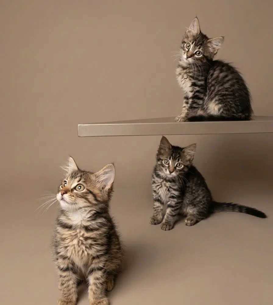 Three Long Haired Kittens - Tabby