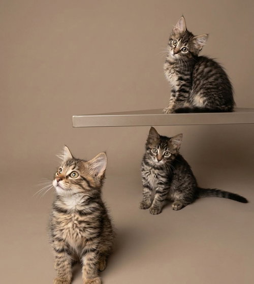 Three Long Haired Kittens!, a cat for adoption from Berkeley County Humane Society