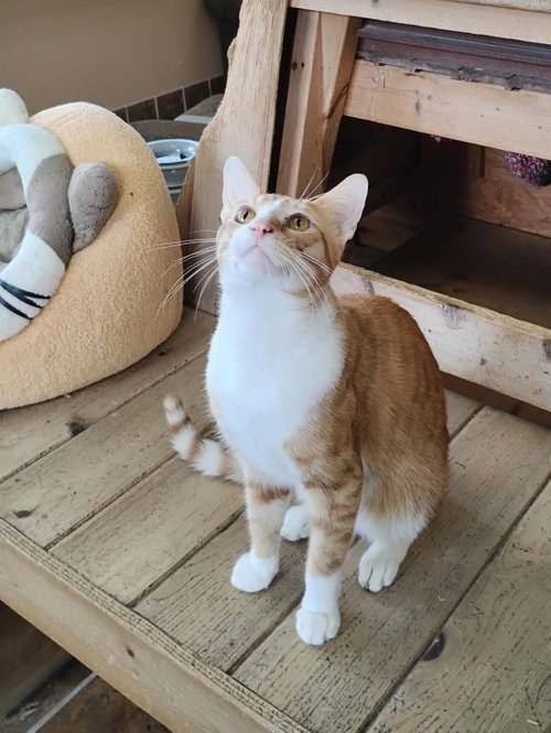 Quesadilla, a cat for adoption from Berkeley County Humane Society