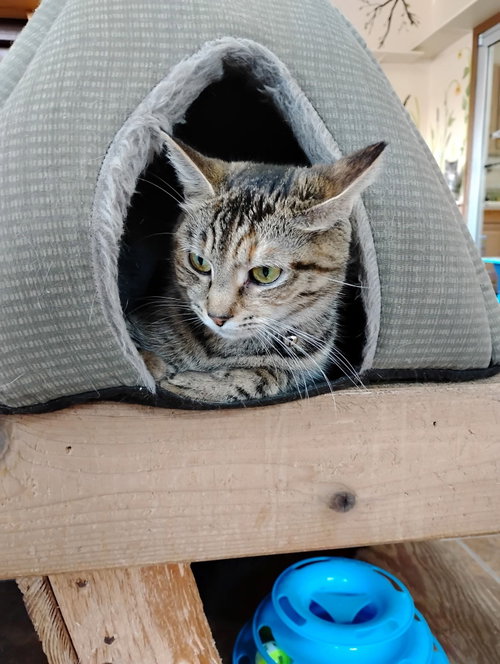 Basil and Pancake, a cat for adoption from Berkeley County Humane Society