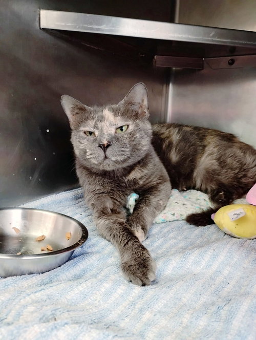Mama, a cat for adoption from Berkeley County Humane Society