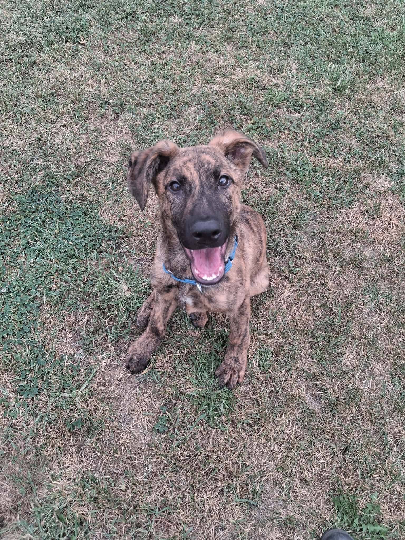 Argus - Shepherd