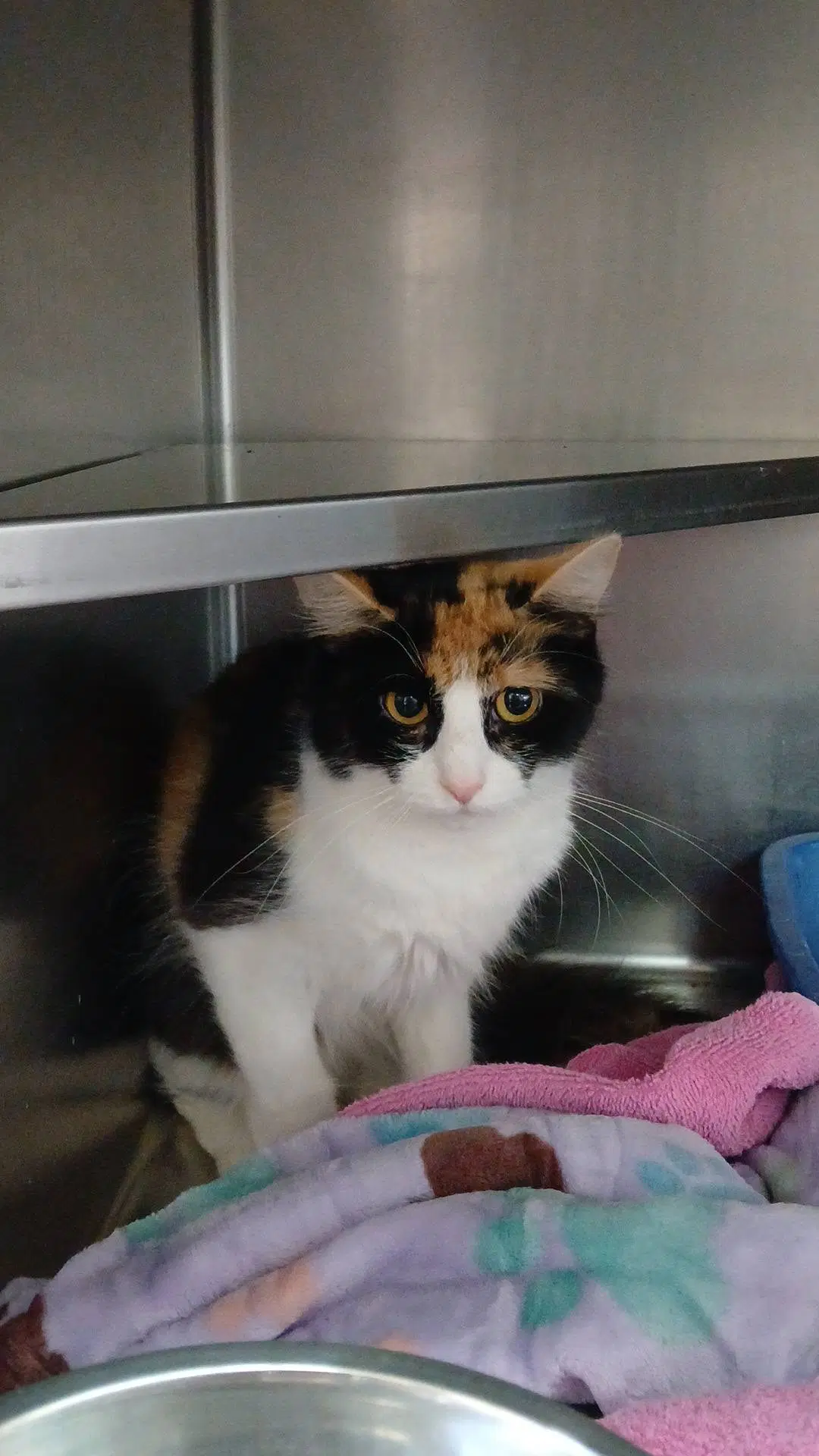 Fancy - Calico