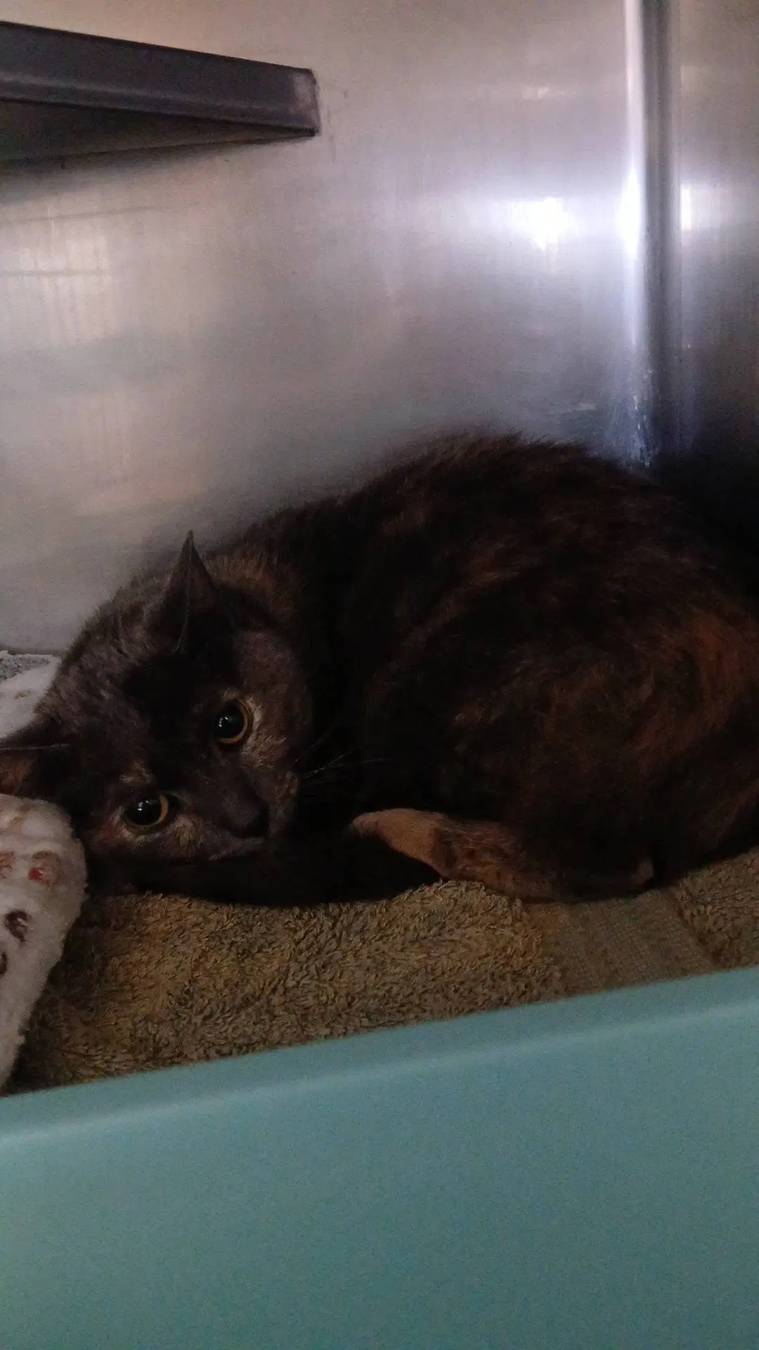 Nyla - Tortoiseshell