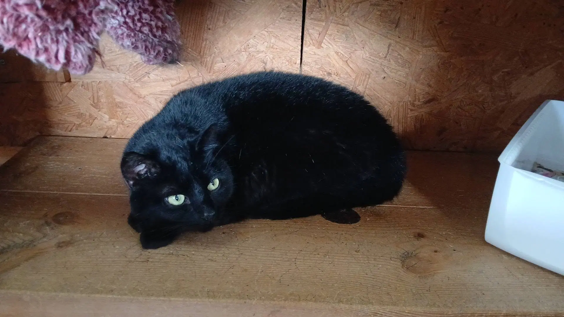 Chip - Domestic Short Hair