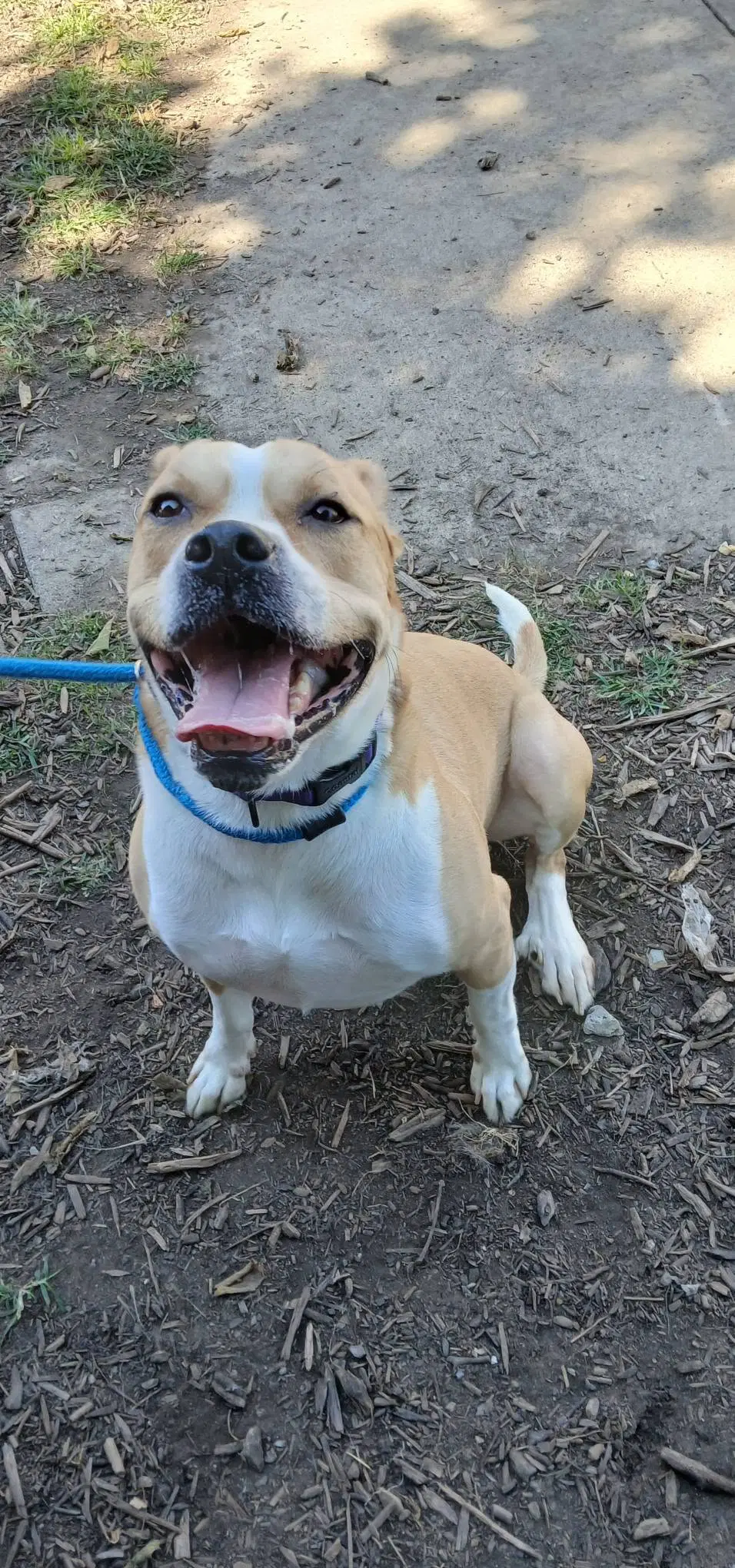 Carson - Pit Bull Terrier