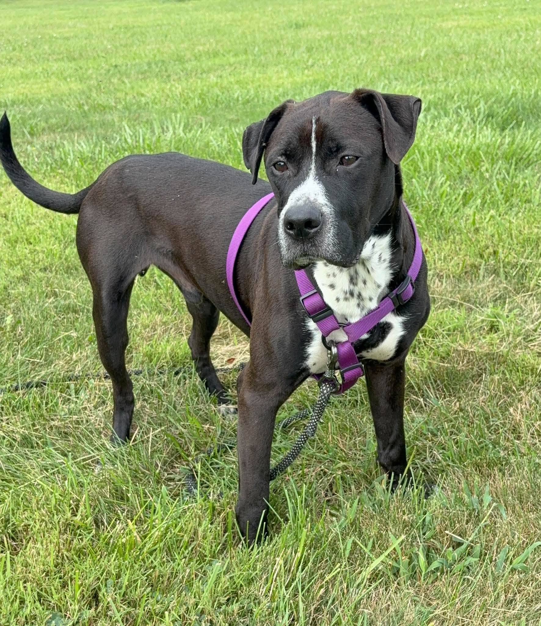Winchester - Pit Bull Terrier