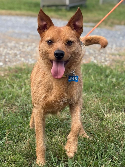 Jax #2, a dog for adoption from Berkeley County Humane Society
