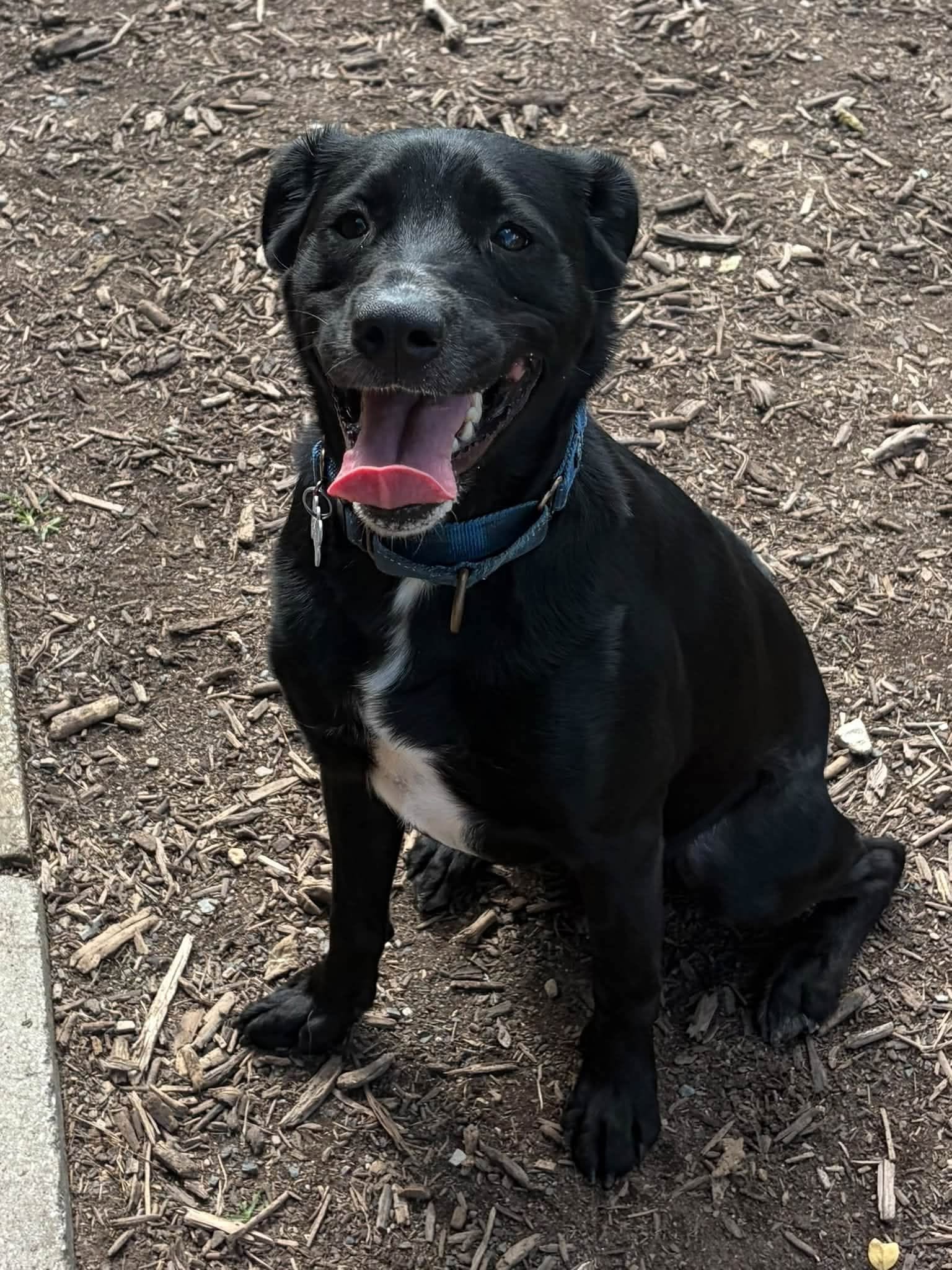 Jax #1, Black Labrador Retriever