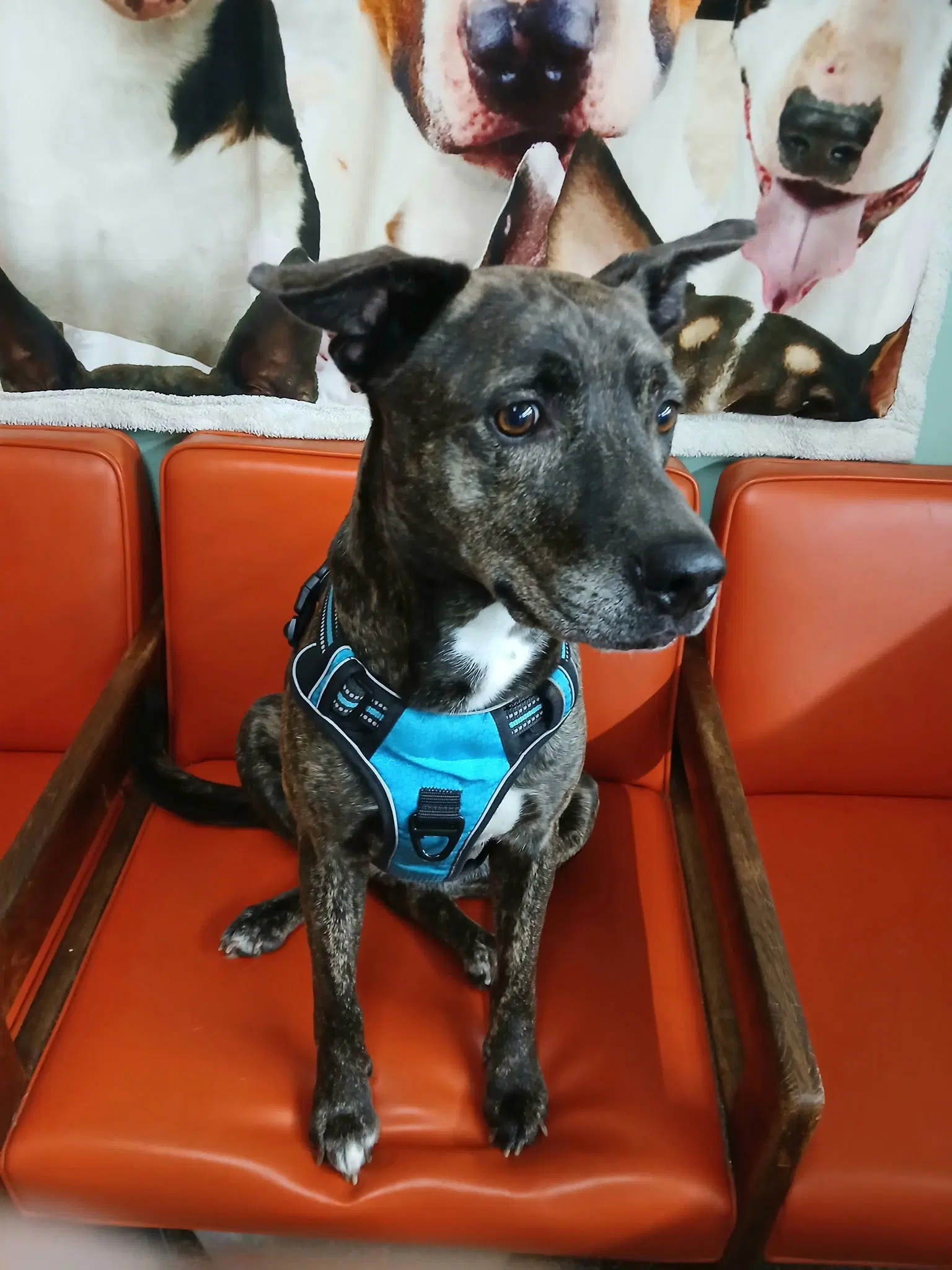 Raven - Pit Bull Terrier