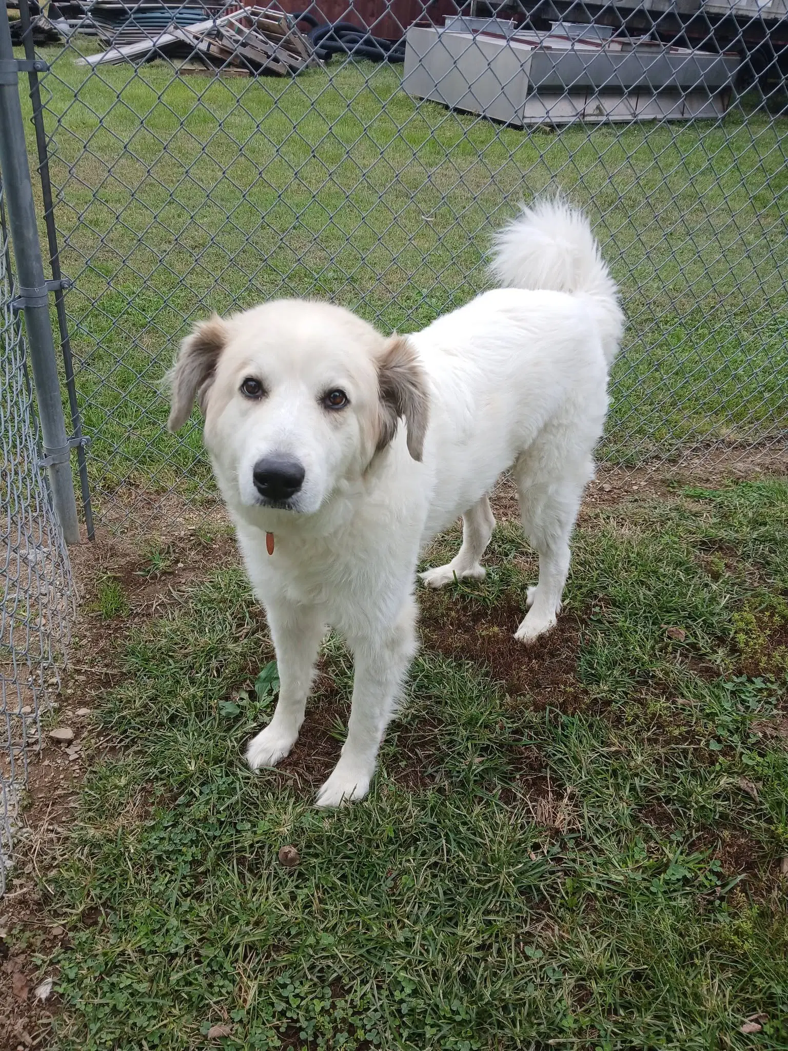 Lucy - Great Pyrenees