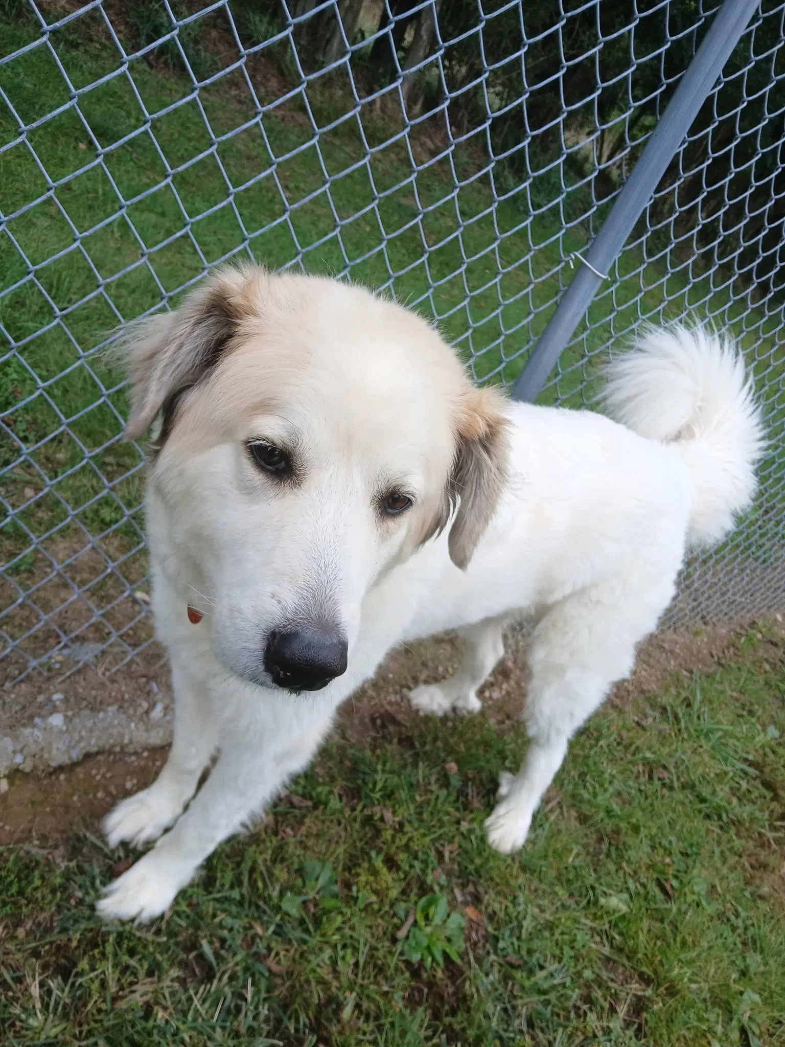 Lucy image 2