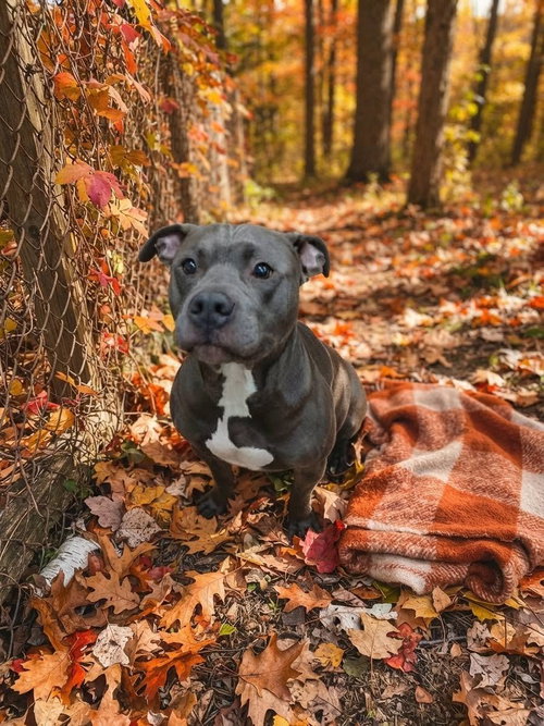 Ozzy, a dog for adoption from Berkeley County Humane Society