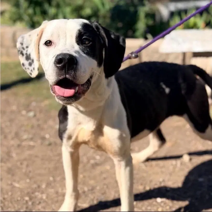Poe - Pit Bull Terrier